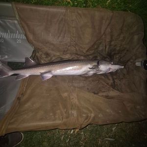 Sturgeon