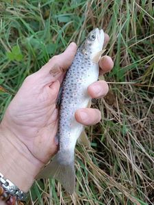 Brown Trout