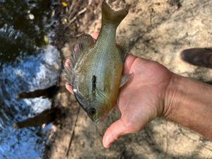 Redbreast Sunfish