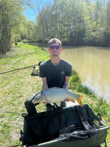 Common Carp