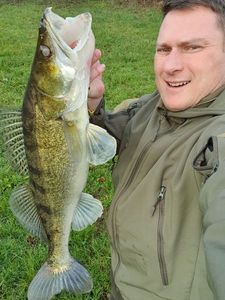 Zander