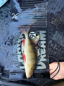 European Perch