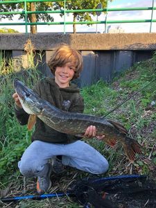 Northern Pike