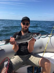European Bass (Seabass)