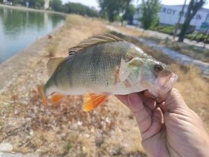 European Perch
