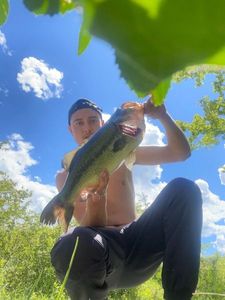 Largemouth Bass
