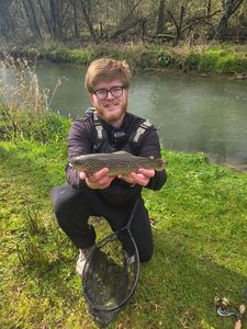 Brown Trout
