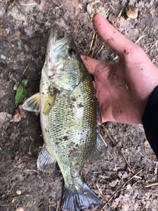 Largemouth Bass