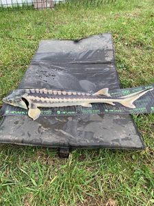 Starry Sturgeon