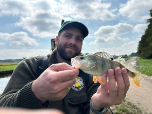 European Perch