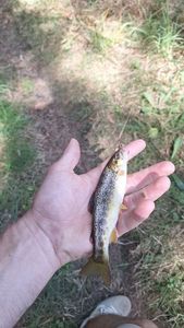 Brown Trout