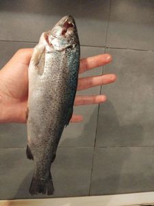 Rainbow Trout