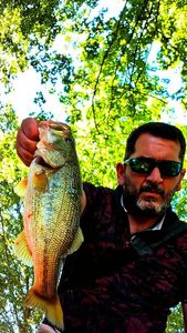 Largemouth Bass