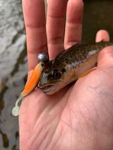 Brown Trout