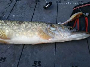 Northern Pike