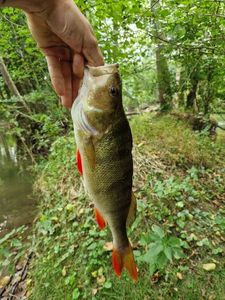 European Perch