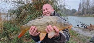 Common Carp