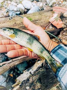 Brown Trout