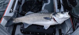 European Bass (Seabass)