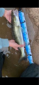 Zander