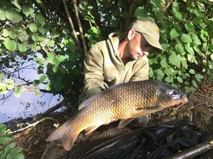 Common Carp