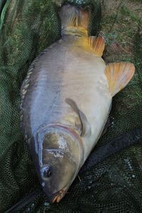 Mirror Carp