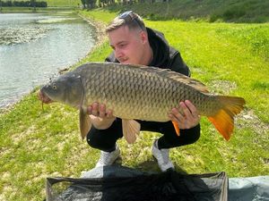 Common Carp