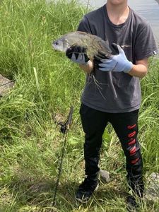 Freshwater Drum