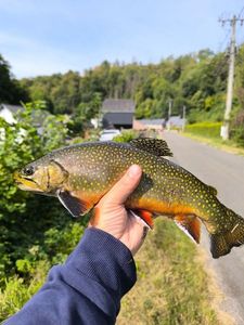 Brook Trout