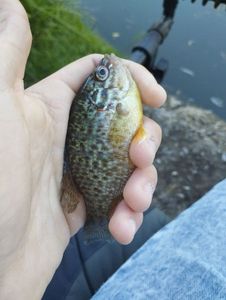 Green Sunfish