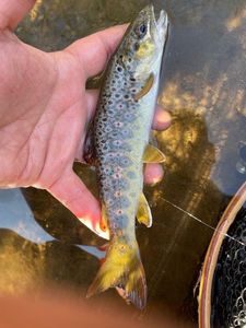 Brown Trout