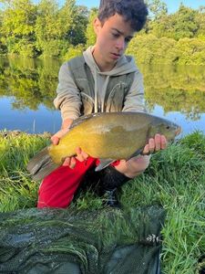 Tench