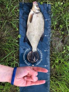 Common Bream