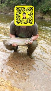 Rainbow Trout