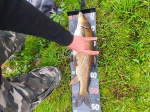 Barbel