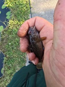 Black Goby
