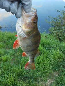 European Perch