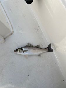 European Bass (Seabass)