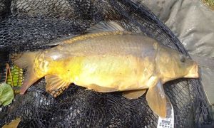 Mirror Carp