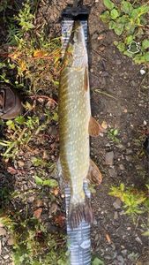 Northern Pike