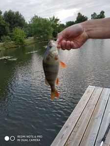 European Perch