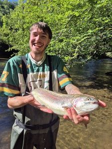 Rainbow Trout