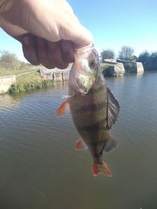 European Perch