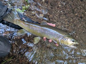 Brown Trout