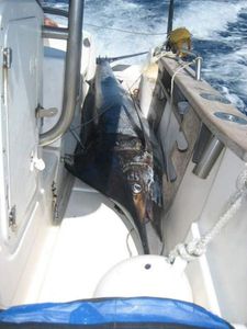 Blue Marlin (Atlantic)