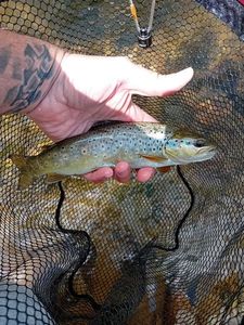 Brown Trout