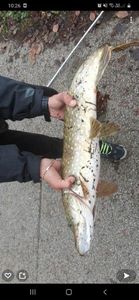 Northern Pike