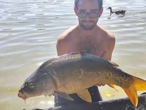 Mirror Carp