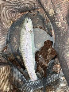 Rainbow Trout