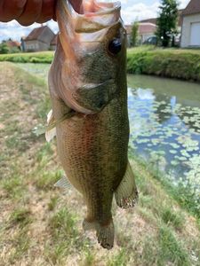 Largemouth Bass